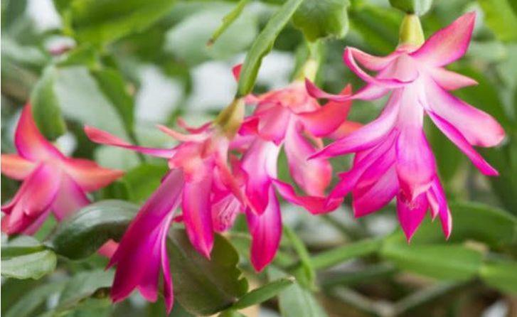 洋桔梗洋桔梗|几款花卉好养易爆盆,冬季也能疯长不停,开花超漂亮的