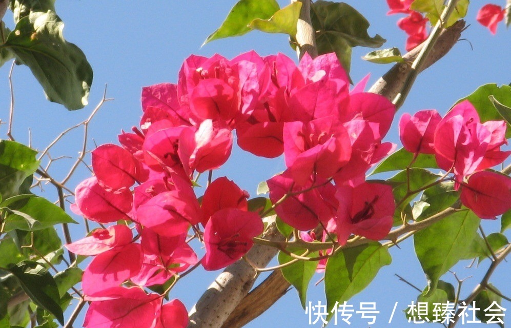 此花所开出来的花朵和叶子很像,就像是五颜六色的叶子一样