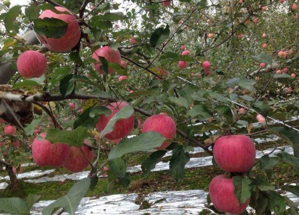 吃法|苹果“最佳”的2种吃法，促进肠胃蠕动排宿便，为健康吃起来