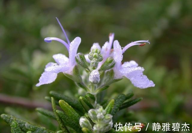 迷迭香|农村一野草，老人拿它洗头发，价值珍贵，能遇到是走狗屎运