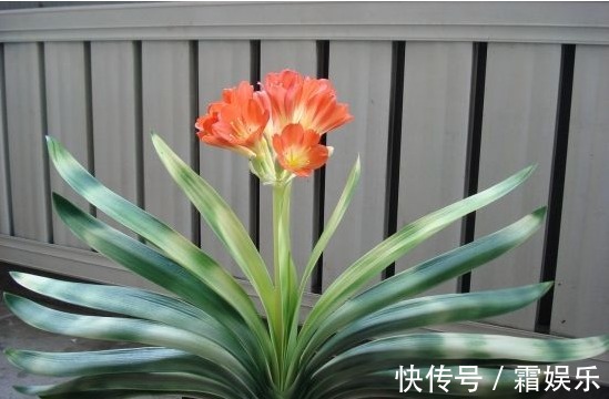 黄叶|老花农养花秘诀给君子兰喝一勺,不烂根、叶绿花艳!非常漂亮