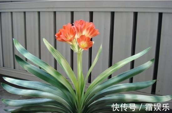 黄叶|老花农养花秘诀给君子兰喝一勺，不烂根、叶绿花艳！非常漂亮