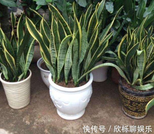 花农的张姨说,此”花“比绿萝、吊兰好看又好养,净化空气没得说