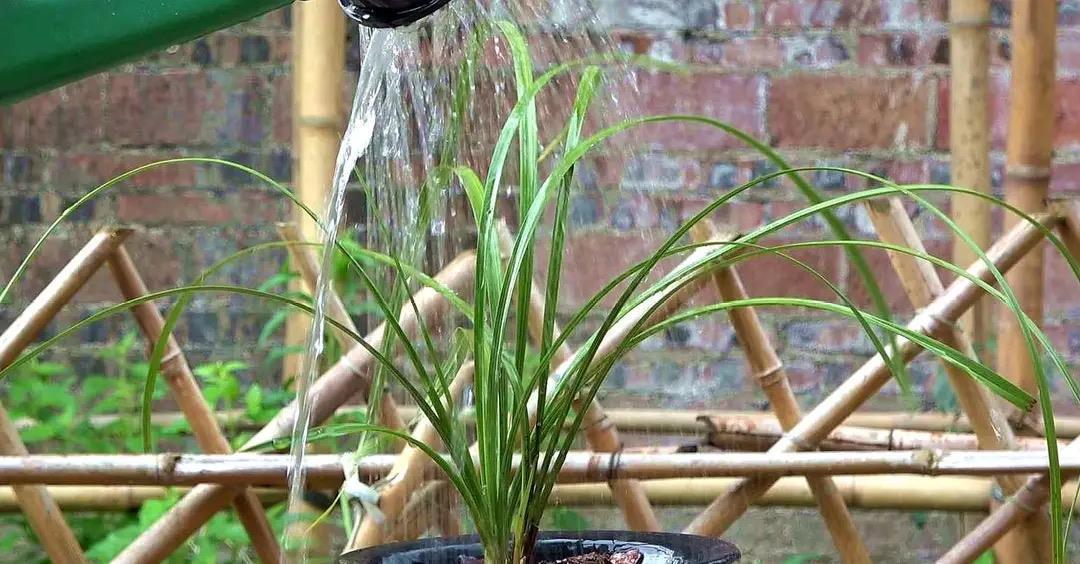 养兰花不能乱浇水，不然烂根又落花，越养越糟心