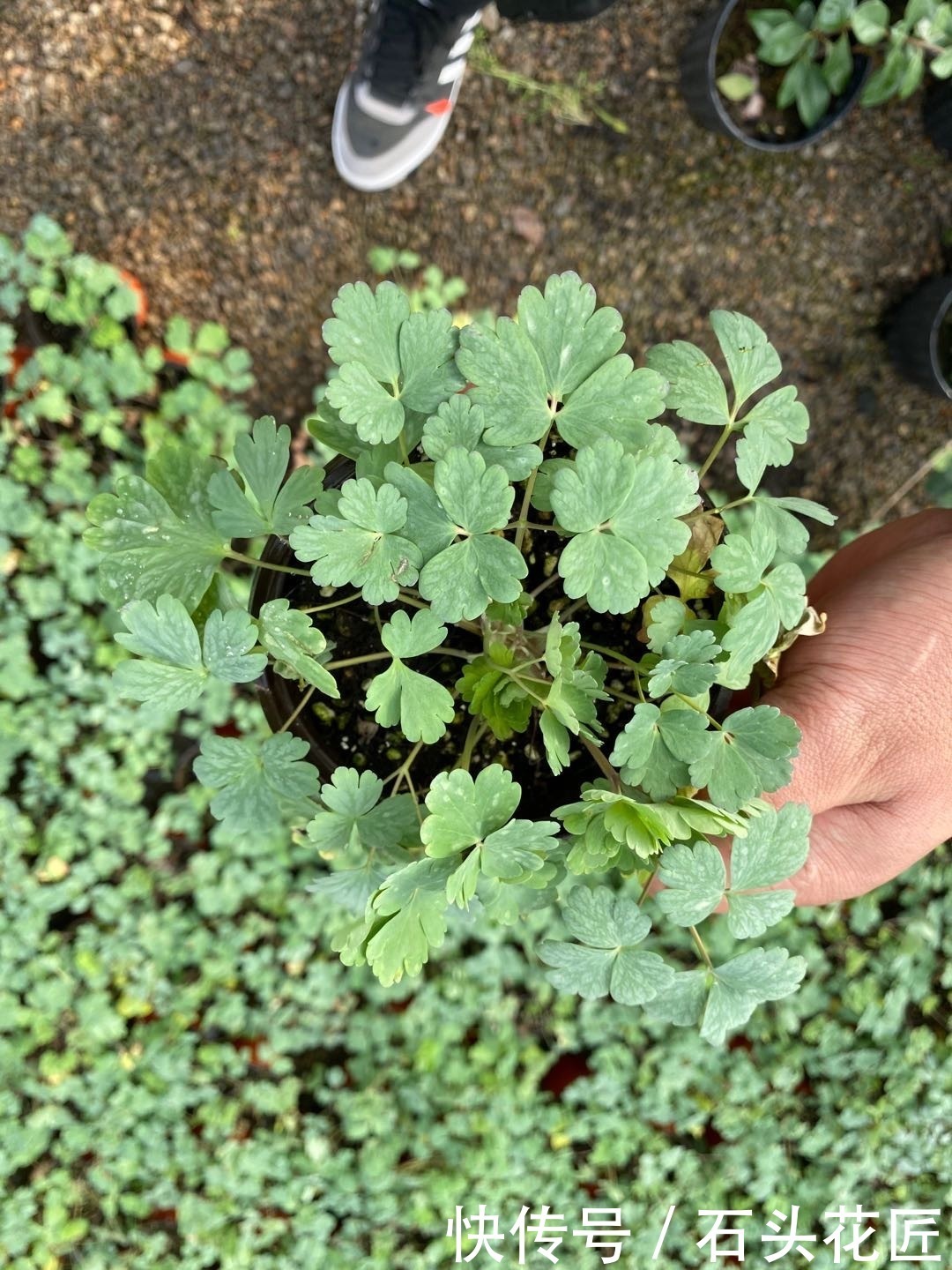 仙气|名字叫做“耧斗菜”,花朵却又“仙气飘飘”,今年的网红花