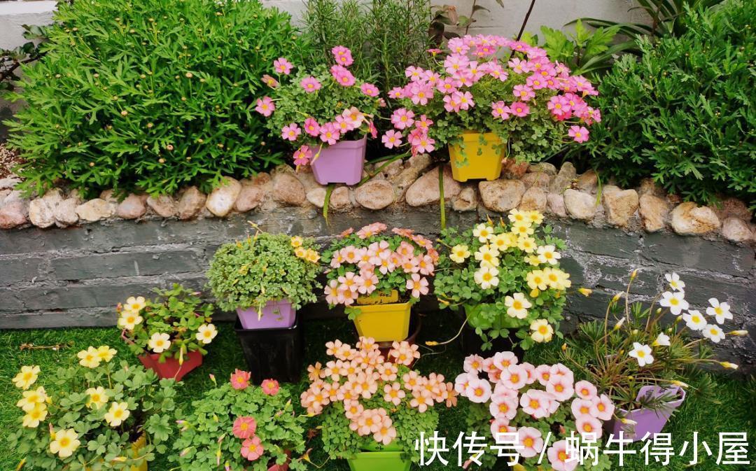 金枝玉叶|30℃以上,10种花就先别养了,买一盆死一盆,别怪我没提醒你