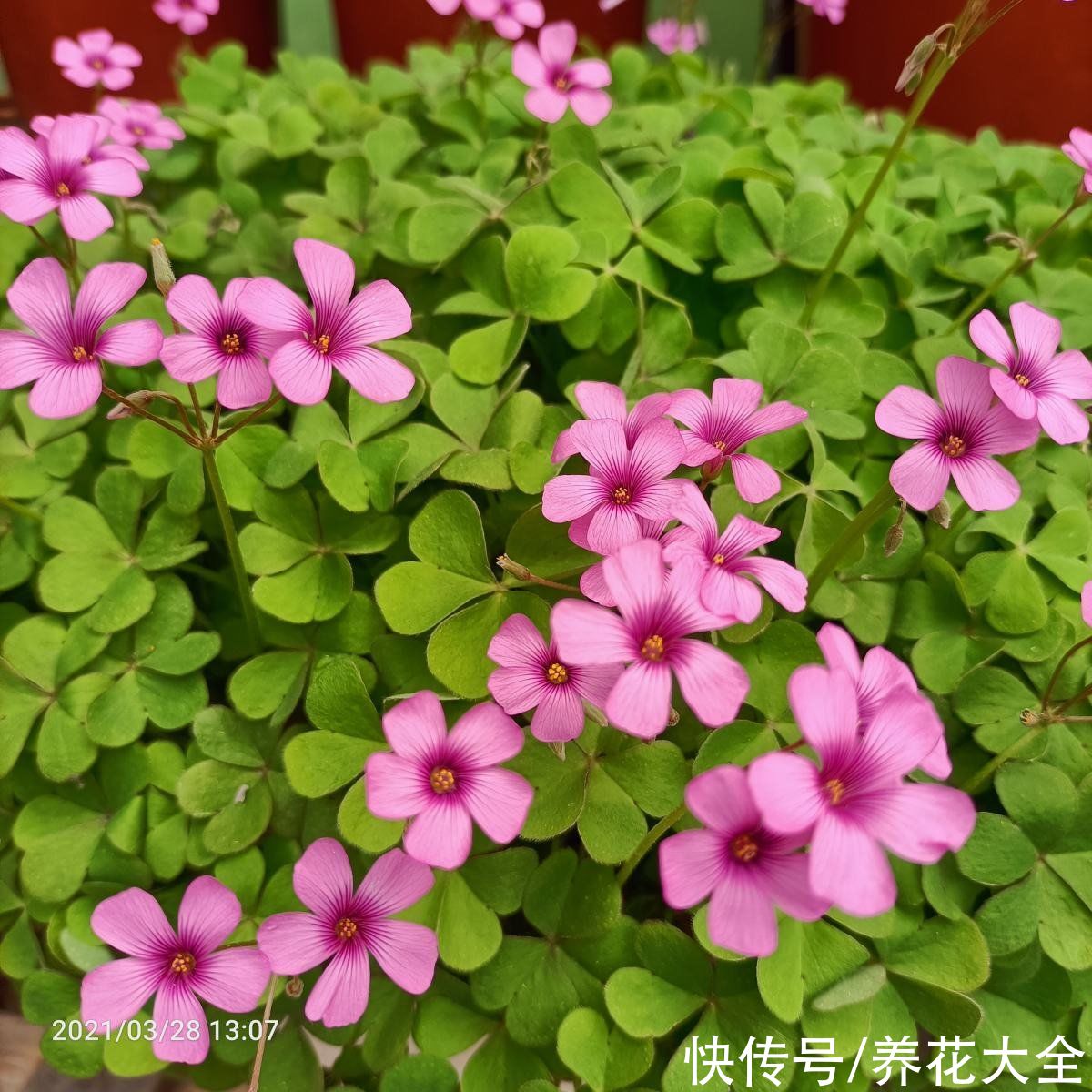 天气变热,4种花不适合淋雨,不然很快就死了