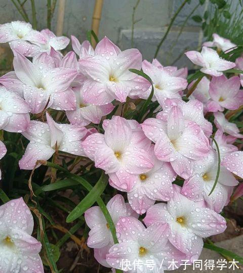 茉莉花|这三种花，越淋雨越爱开花，夏天赶紧搬出去
