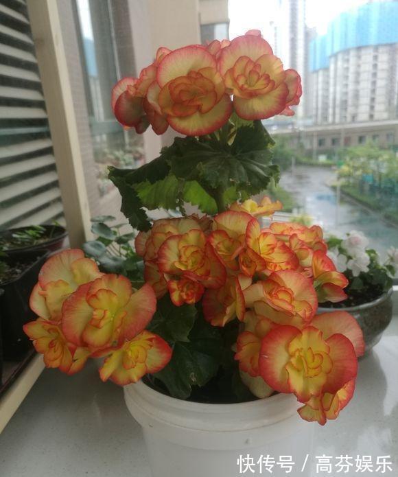 养护|养丽格海棠，做好这“4点”，叶子翠绿长势旺，花大色艳花量足！