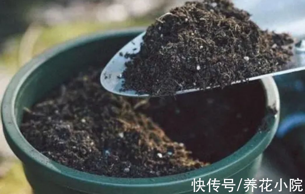 养花先“养根”,3个“小方法”,根系疯长,枝叶繁茂