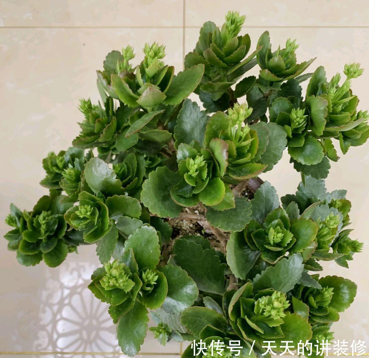 花苞|第一次养长寿花老桩,花苞呼之欲出就是不开花,两个催花技巧