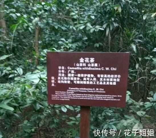 它被誉为“植物大熊猫”,花大如盆,金黄通透,观赏食用两不误!