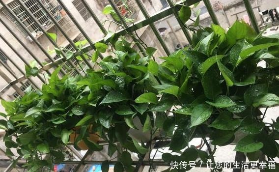 适合扦插的“4种花”,沾土就活,想练手可以养,轻松繁殖一大片!