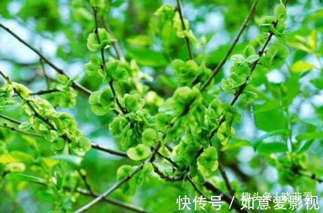 阳台再小,也能养3种树,小盆就能养,个个都是“传家宝”