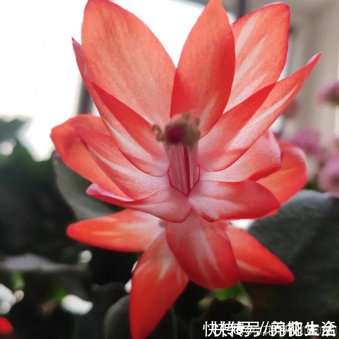 水仙|上万块的蟹爪兰，开花像烟花，养过的人不多