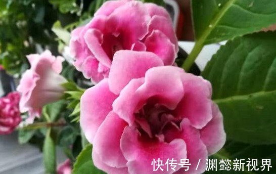 双子座|三周过后，情丝几结，桃花谢又开，旧缘归位，山盟海誓，白首同心