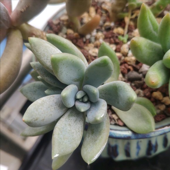 养花必备的杀菌剂，到底怎么用？多菌灵只是“初级”，黄叶不管用