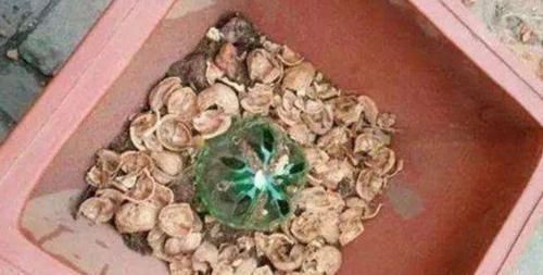 养花,盆底垫什么好,6种“材料”选1种,通透性好不烂根