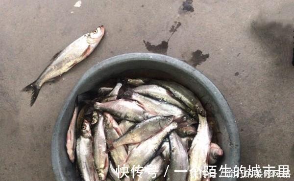 七星漂|手竿钓翘嘴的三种方法,除了飞铅钓,还可以试试这两招