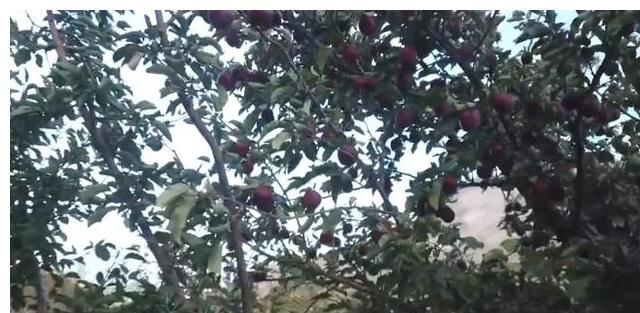 年代|高原西线什布奇边防连，离新德里近，和平年代5位战士留下生命