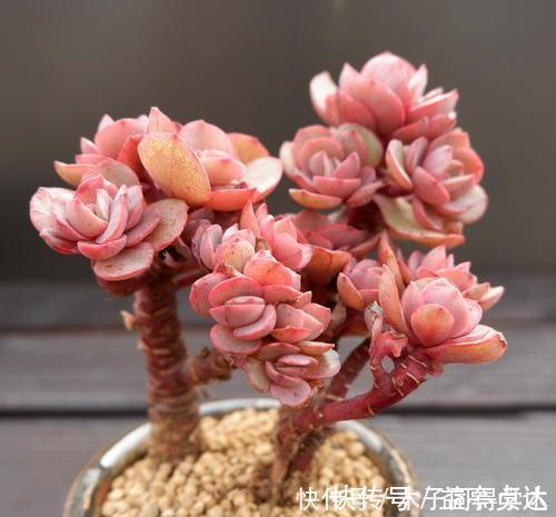 养护|养多肉秀妍，了解掌握几个要点，上色美长满盆，像个艺术品！