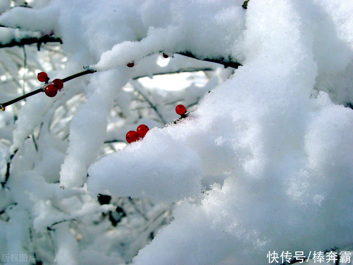  不冻|今日大雪，俗语“大雪不冻倒春寒，大雪不寒明年旱”，今冬冷不冷