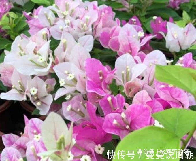 此款花卉，好养易爆盆，开出的花就跟它的名字一样多，非常壮观