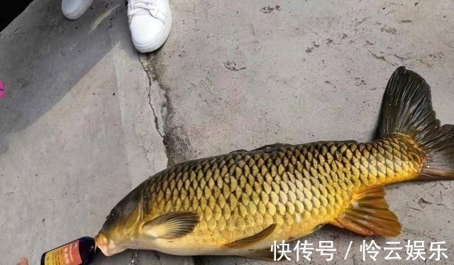 饵料要香甜可口，钓鱼才会好用别犯傻，这反而是个圈套