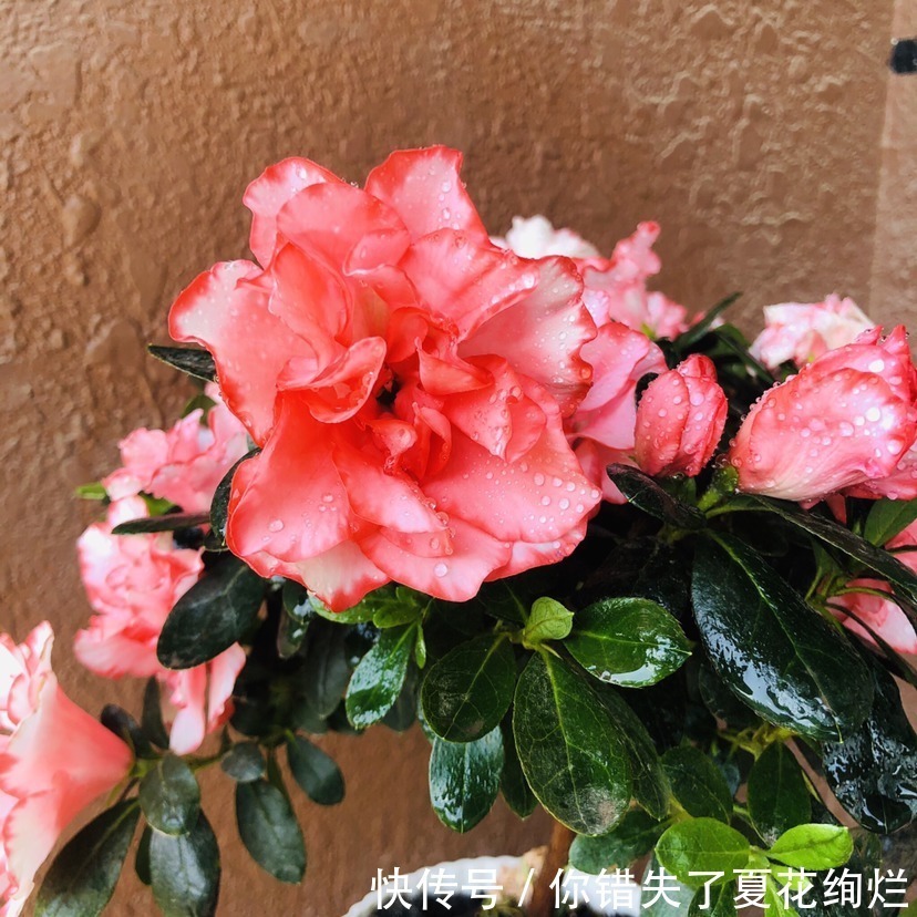 龙骨|能活几十年的花,家里养一盆,还能养成传家宝