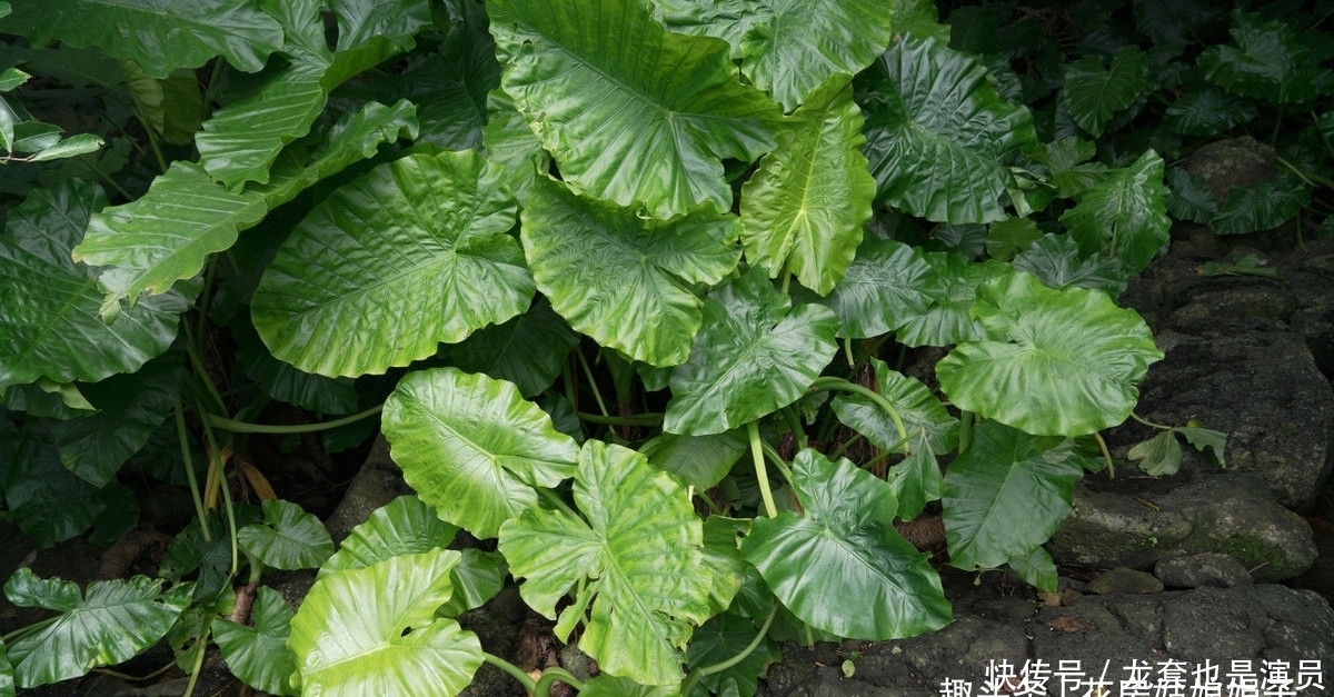 学会了这些养护上的事,养了20年的滴水观音,终于开花结果了