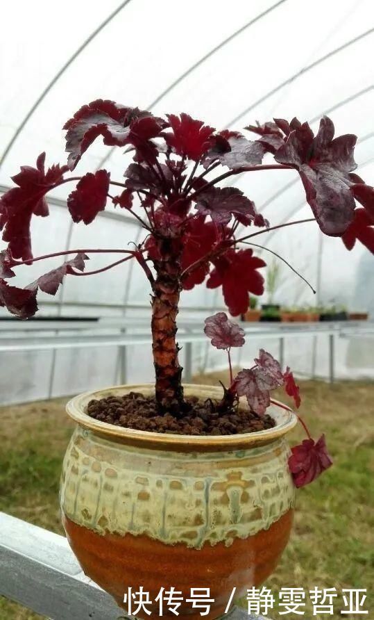 虎皮兰,红掌,吊兰养成老桩，变成大树，真壮观