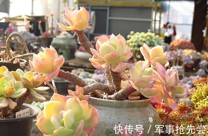 秋冬|他养多肉10多年,总结出9个易出“高价老桩”的品种,适合新手