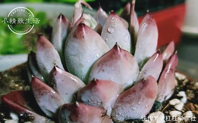 养多肉要会控水,注意6点,1个小技巧,肉肉不用施肥也很胖!