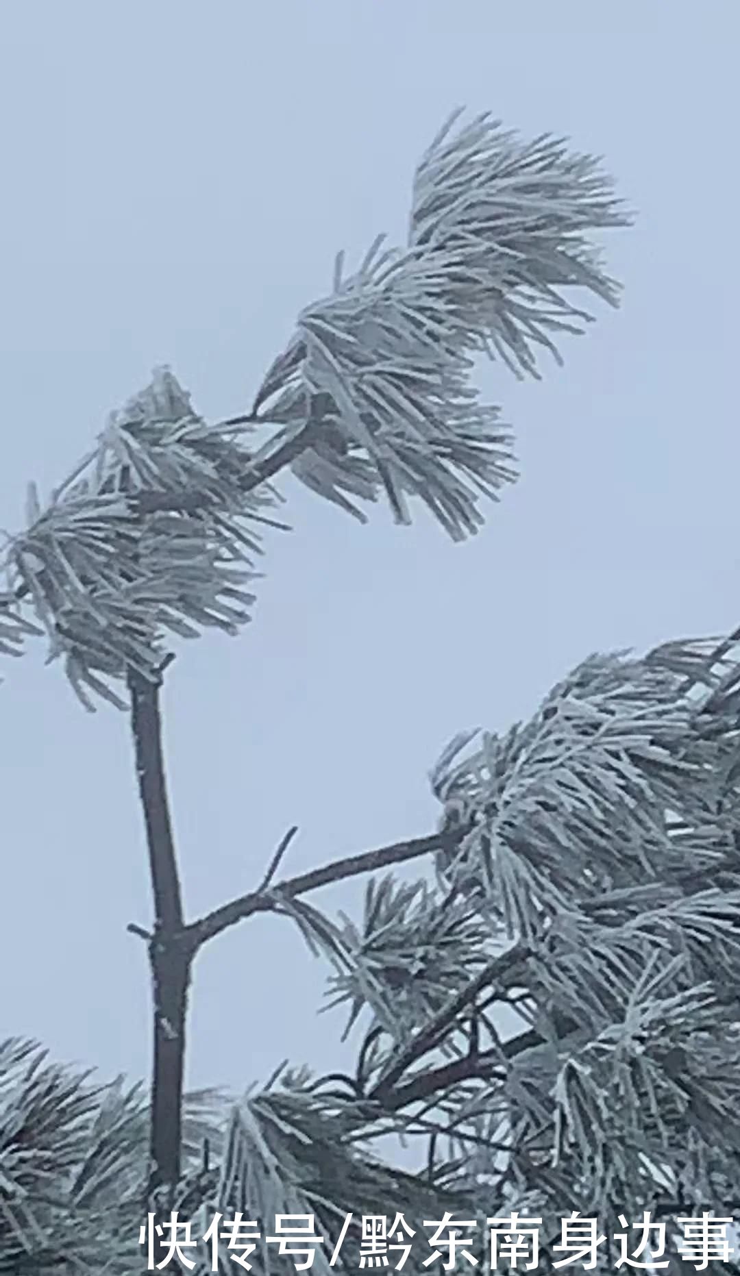 路段实施|凯里小高山一夜白头 最美雪景如约而至