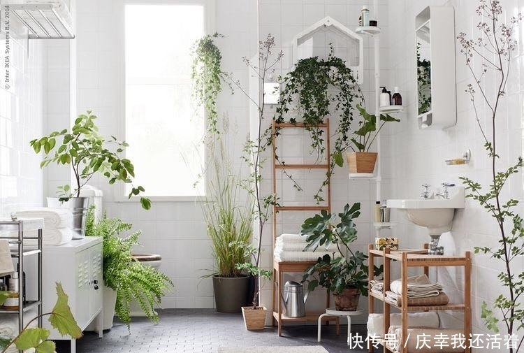 媳妇儿,你把卫生间都种成了花园,人家都不好意思在里面蹲坑了!
