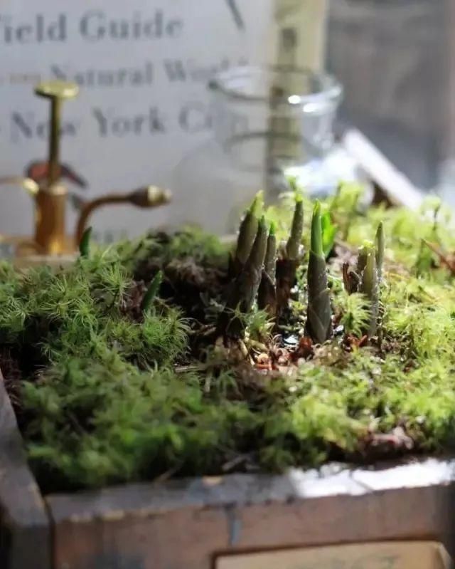 种植|秋天来了,最适宜种植的鳞茎类花卉你有种植吗