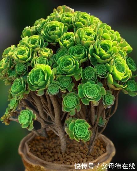 秋冬养多肉法师，教你2个小技巧，猛长新芽，养成漂亮手捧花