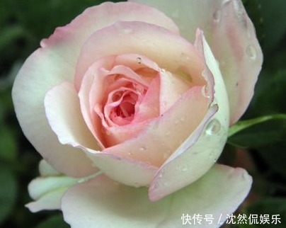 三角梅|适合懒人养的几朵花,比三角梅还能开花,花期养护超简单