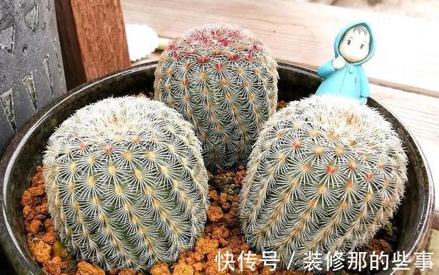 仙人球越长越尖,越长越细,可能是这三个原因