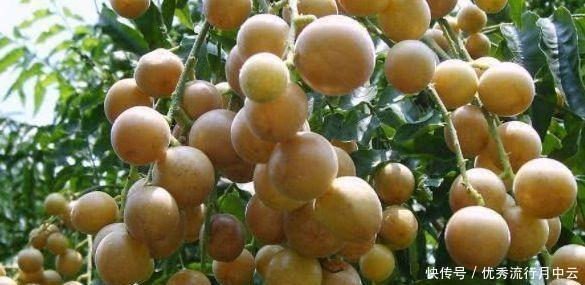北方地区|南方农村有一种野果,烂在树上,但北方人却从来没有吃过