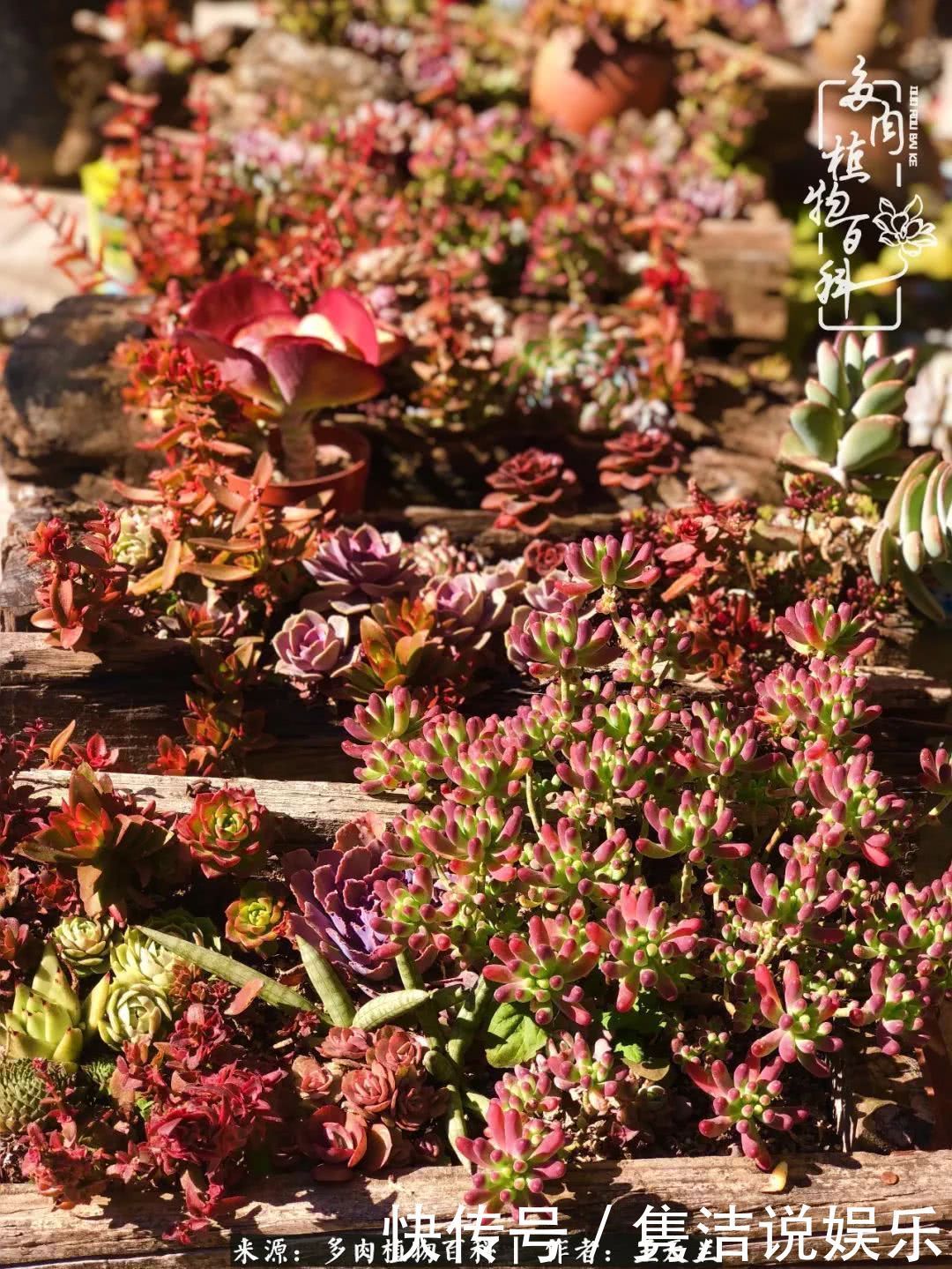 多肉遇上枯木木花盆,姑娘自己造!