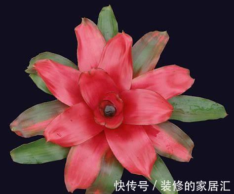 彩叶凤梨|养花试试这几款，叶片上的天然纹饰，可美化环境，清新养眼又健康