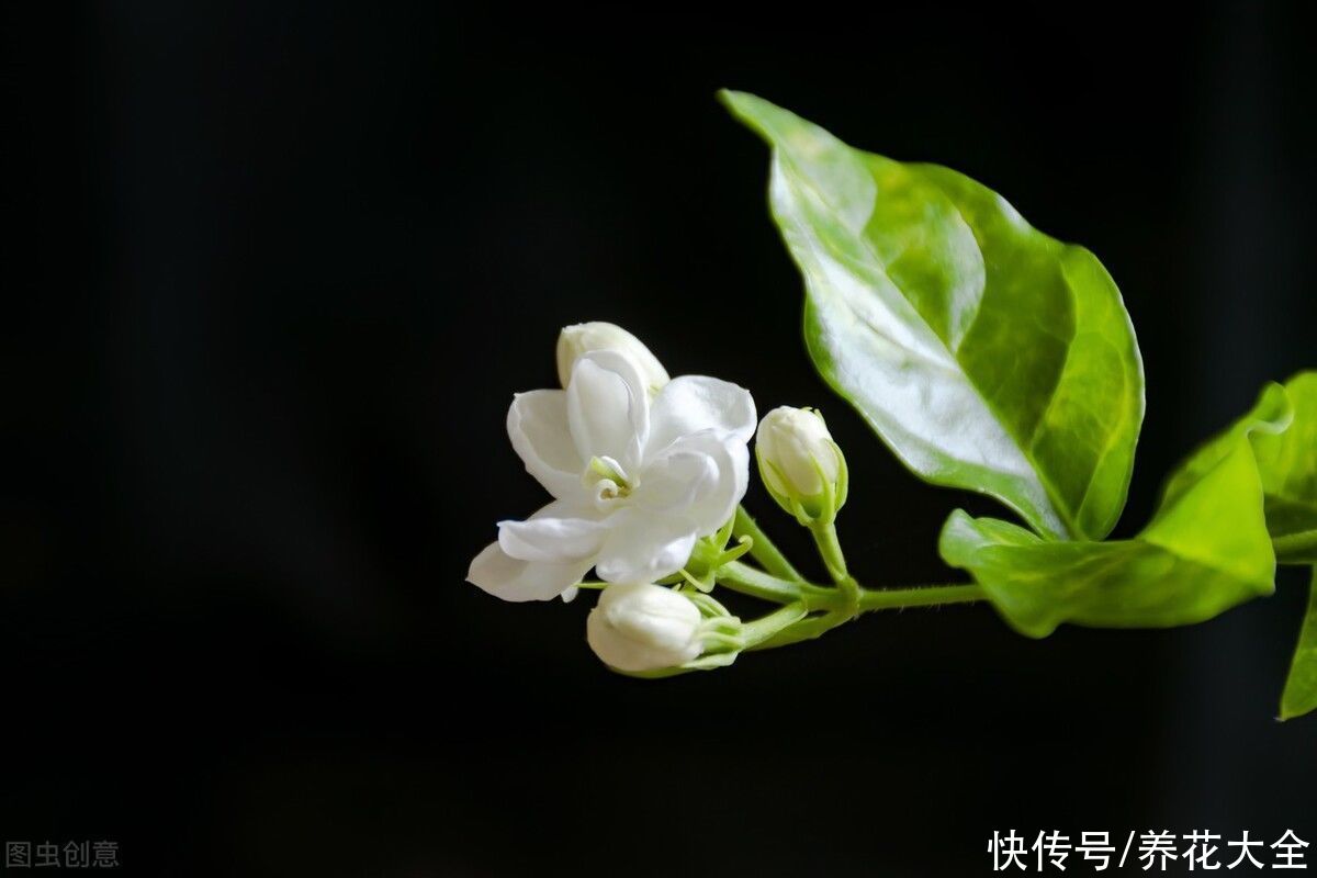 茉莉|养茉莉也要用心，记住3要点，才能花开爆盆