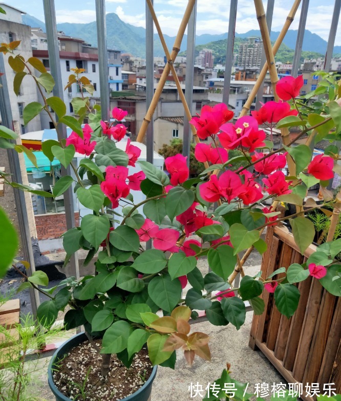 磷酸二氢钾|三角梅只长叶子不开花，赶紧剪一刀、虐一虐，花呼呼全开！