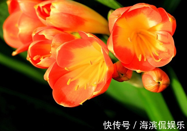 新手养君子兰,浇水记住“1句话”,不怕烂根,叶片更绿