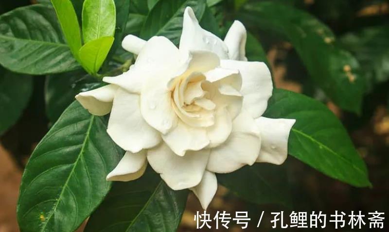 花芽|8月盆栽栀子花,4点打理到位,植株呼呼往外冒花苞