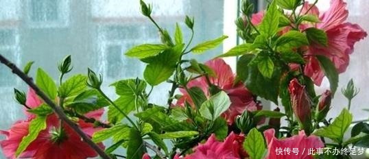 懒人|最适合懒人养护的这些花,不用费心养护,就可花开繁盛!