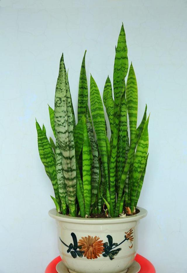 到了秋天,1盆水浇花,绿萝、发财树“嗖嗖冒芽”,迅速爆盆