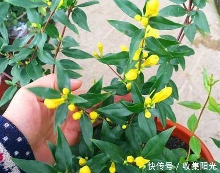 小花|房子再小也要养盆它，越冷越爱开，开花“喷喷香”，天天好心情！