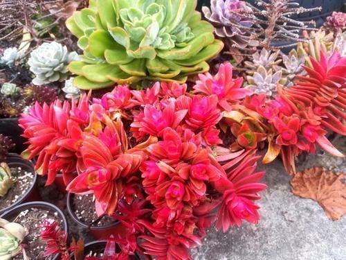 锦晃星|如果有露养的条件,别错过这5款多肉,出了状态红似火漂亮极了